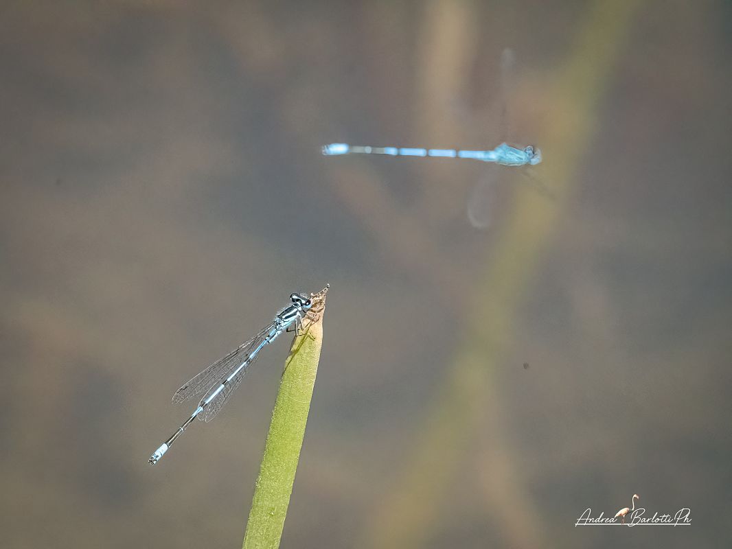 Coenagrion puella  - Barlotti Andrea