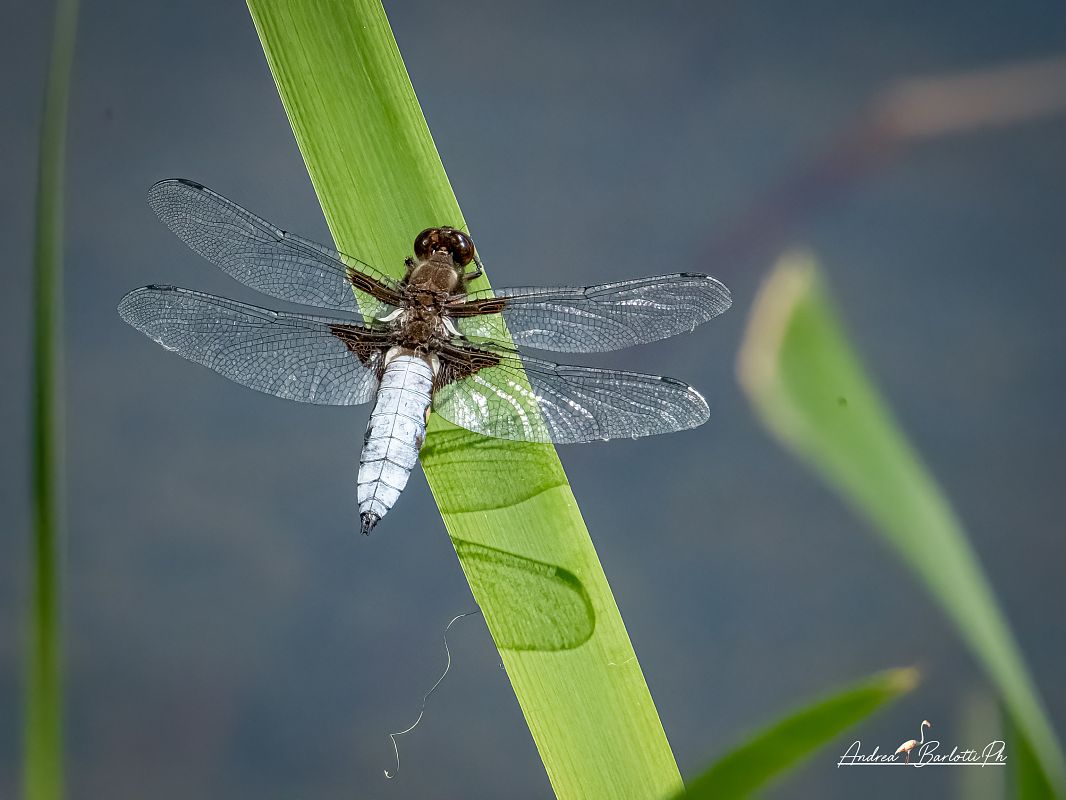Libellula depressa  - Barlotti Andrea