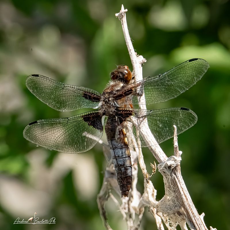 Libellula depressa  - Barlotti Andrea