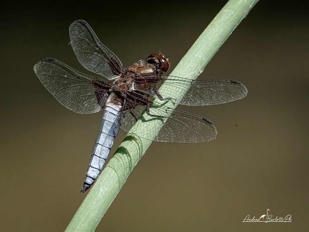 Libellula depressa  - Barlotti Andrea