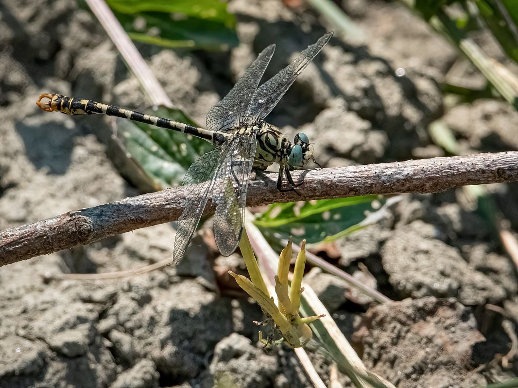 Onychogomphus forcipatus unguiculatus  - Barlotti Andrea