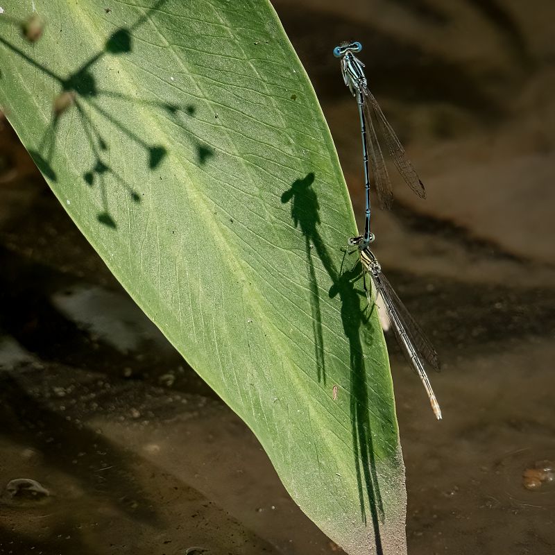 Platycnemis pennipes  - Barlotti Andrea