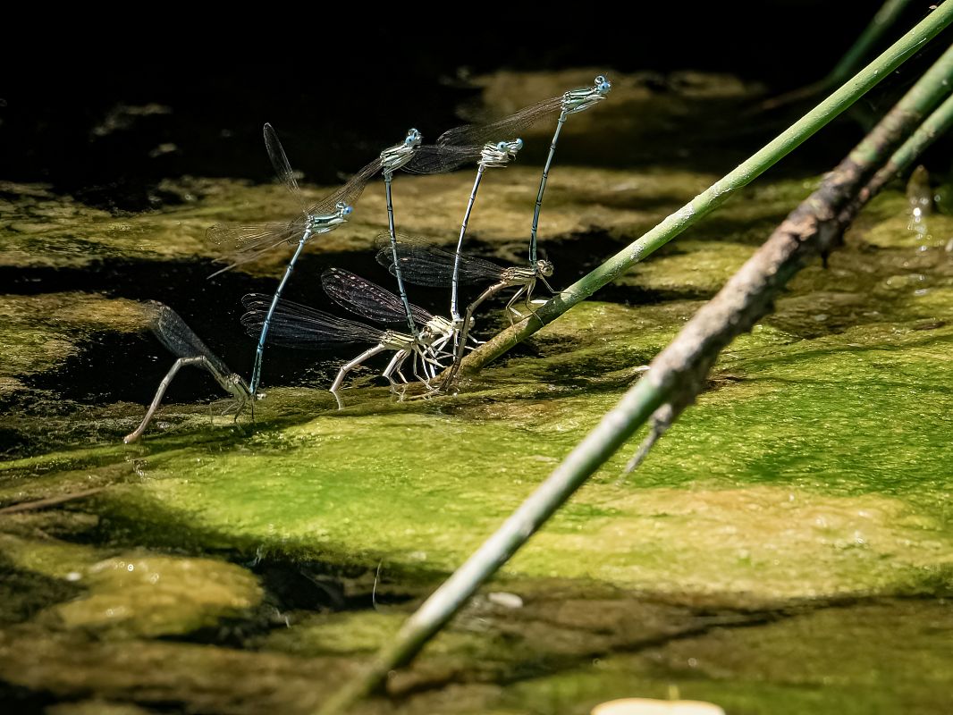 Platycnemis pennipes  - Barlotti Andrea