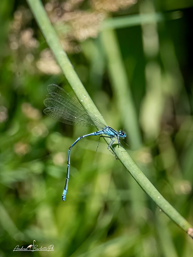 Coenagrion puella  - Barlotti Andrea