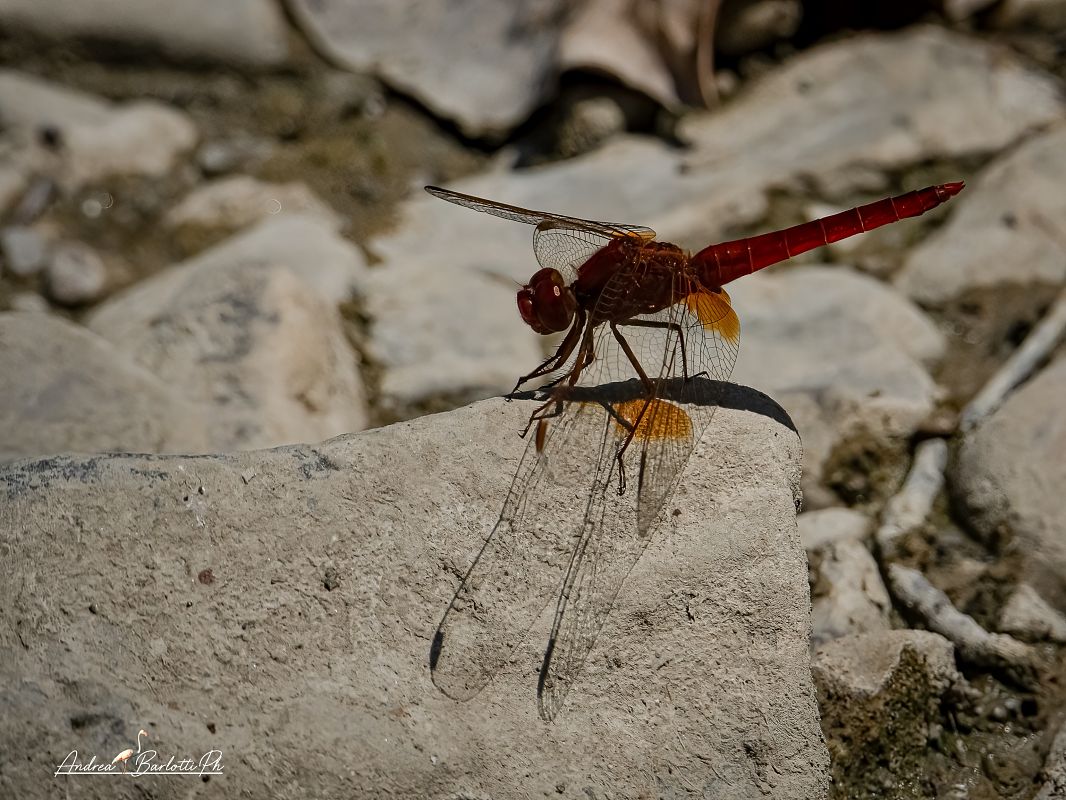 Crocothemis erythraea  - Barlotti Andrea