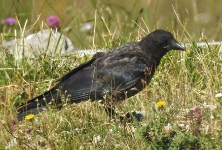 Cornacchia nera  - Tiziana Ciaghi