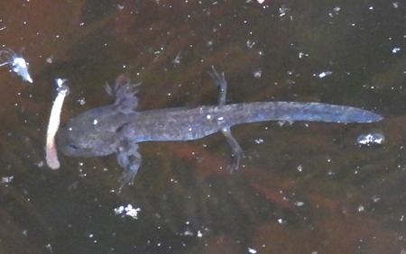 Salamandra pezzata  - Tiziana Ciaghi
