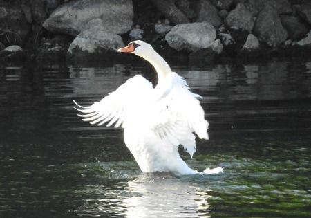 Cigno reale  - Tiziana Ciaghi