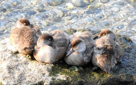 Red-crested Pochard  - Tiziana Ciaghi