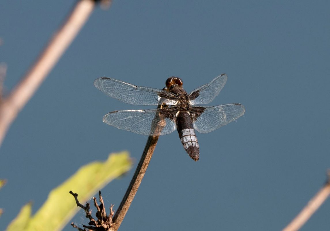 Libellula depressa  - Roberto Brembilla