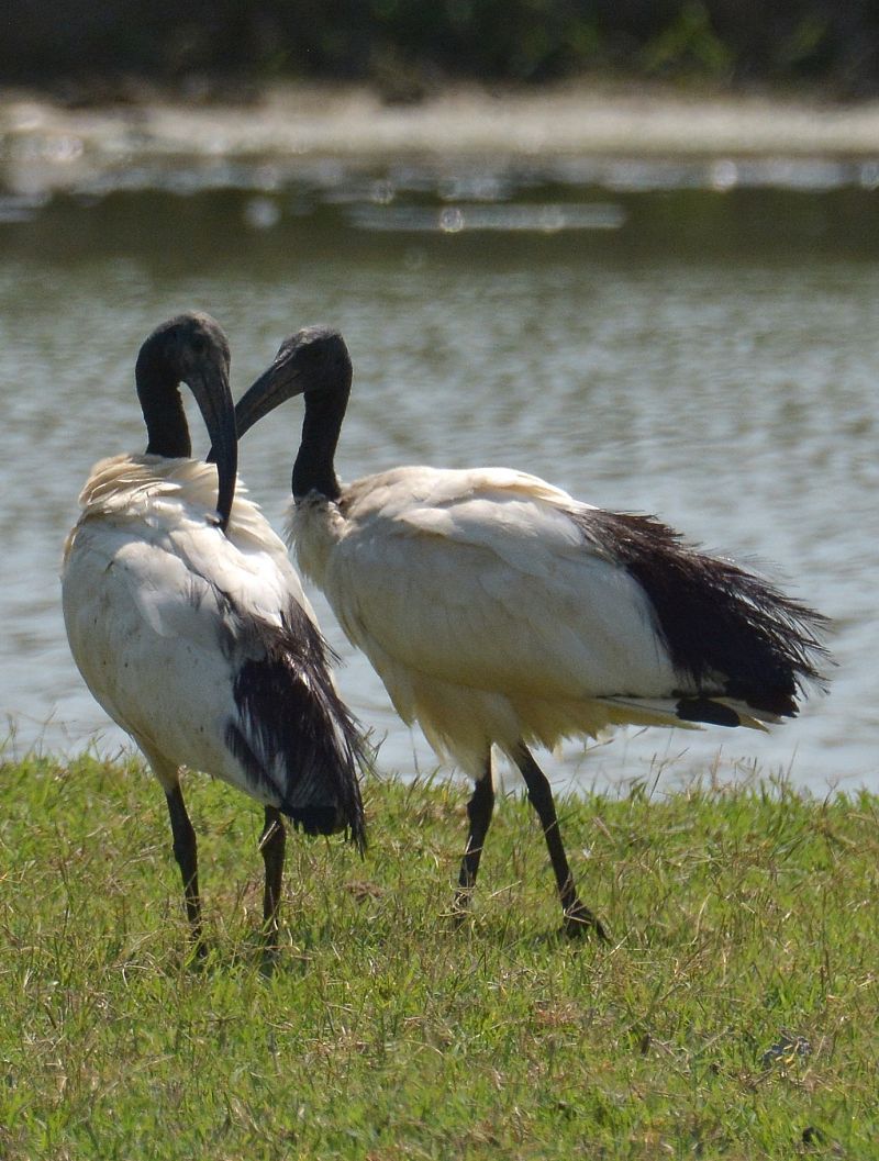 Ibis sacro  - Simona Corbellini