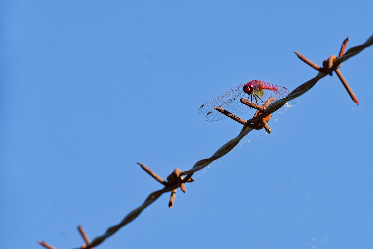 Trithemis annulata  - Nicola Marchioli