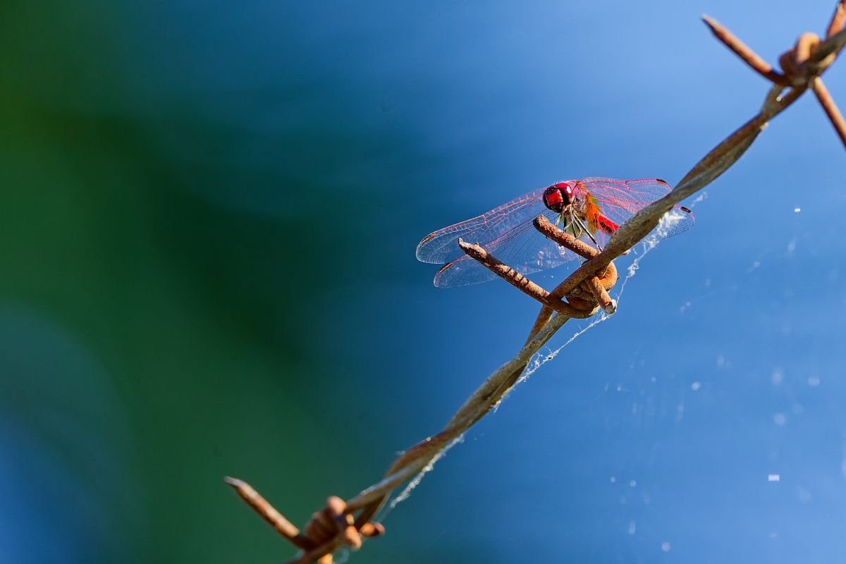 Trithemis annulata  - Nicola Marchioli