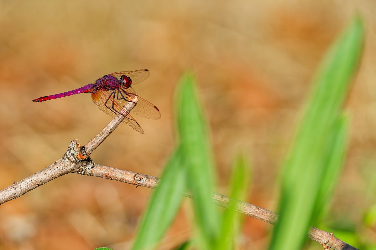 Trithemis annulata  - Nicola Marchioli