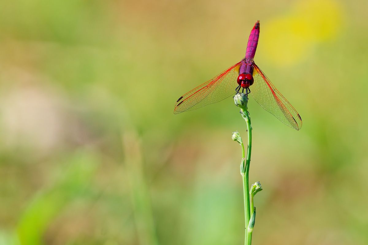 Trithemis annulata  - Nicola Marchioli