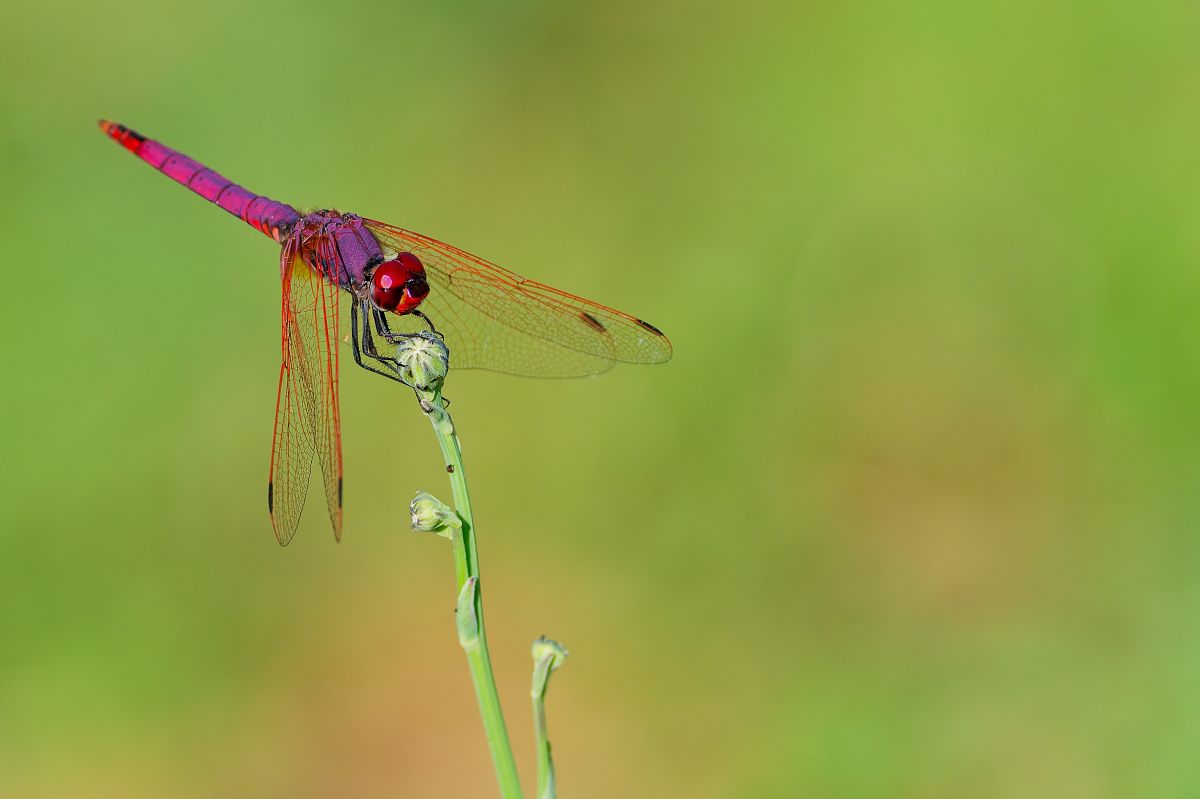 Trithemis annulata  - Nicola Marchioli