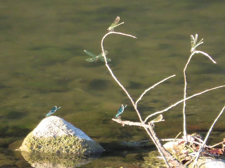 Calopteryx splendens  - Laura Falcinelli