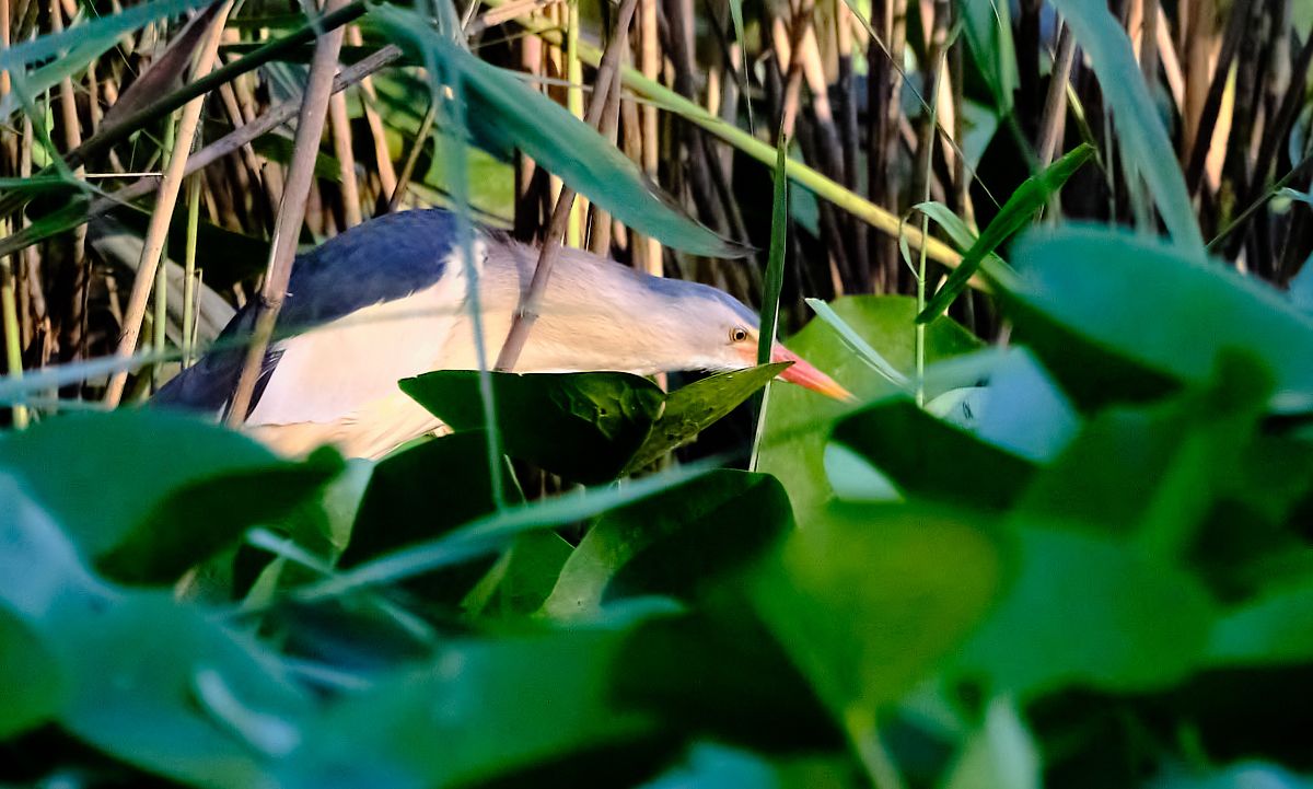 Tarabusino  - Angelo Matteucci