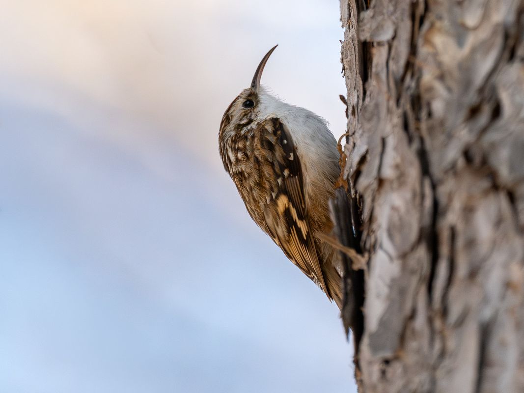Rampichino alpestre  - Pier Podavini