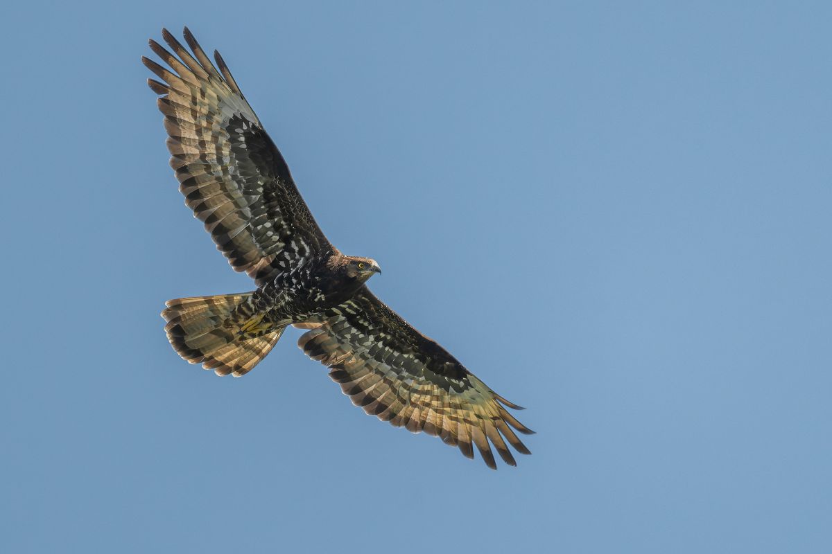 Falco pecchiaiolo  - Pier Podavini