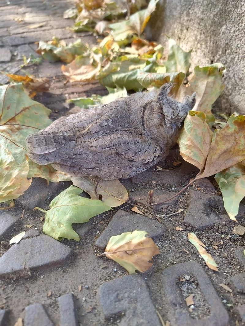 Assiolo  - Osservatorio Biodiversità Rafvg (FVG)