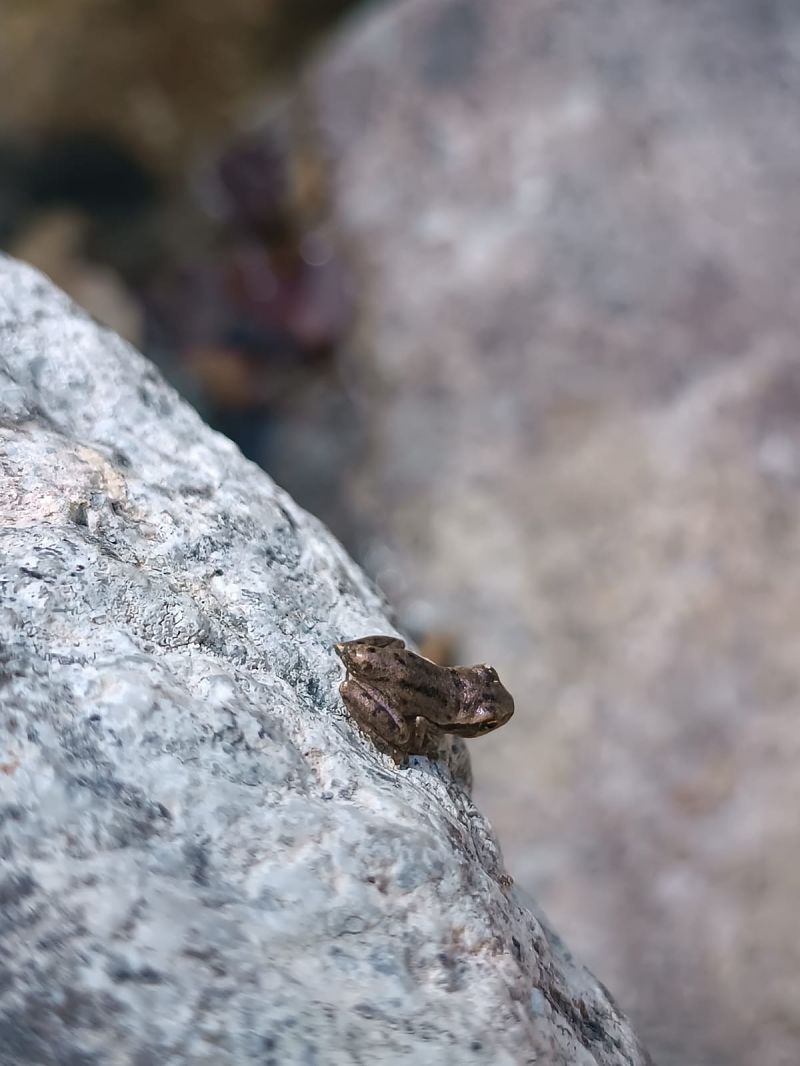 Raganella tirrenica  - Antonio Patteri