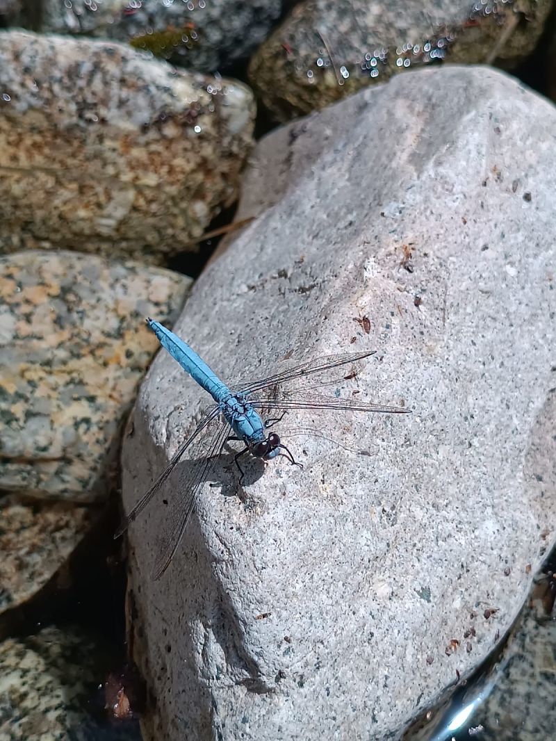 Orthetrum coerulescens  - Antonio Patteri