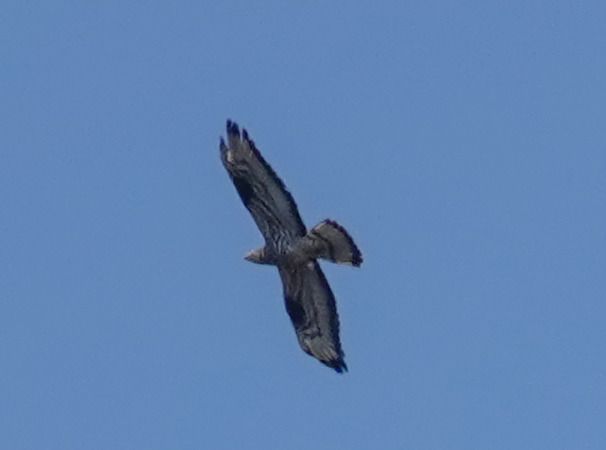 Falco pecchiaiolo  - Massimo Angei
