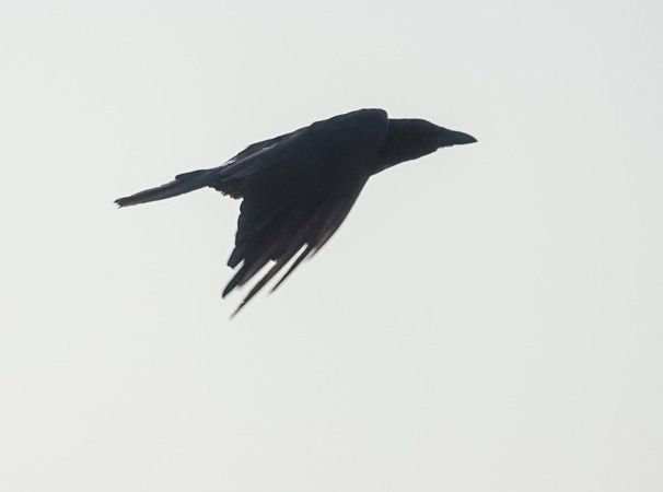 Cornacchia nera  - Massimo Angei