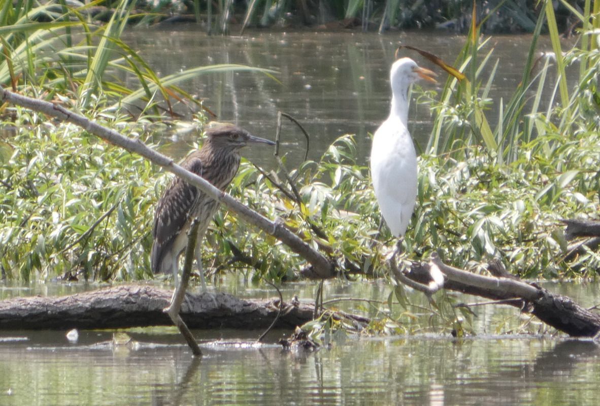 Black-crowned Night Heron  - Benjamin Mollier