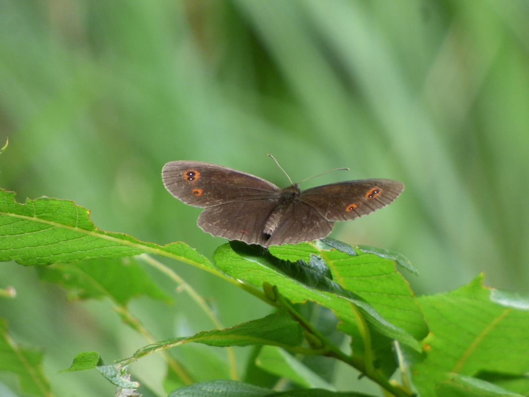 Erebia oeme  - Olga Martinez