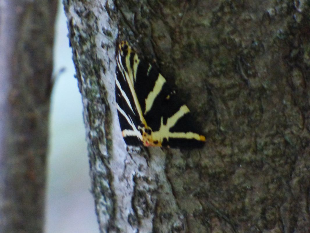 Euplagia quadripunctaria  - Olga Martinez
