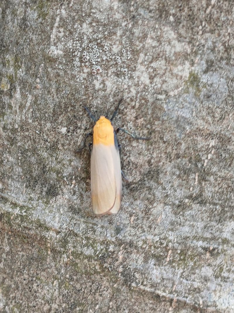 Lithosia quadra 