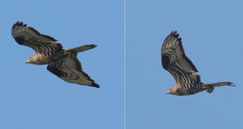 Falco pecchiaiolo  - Giovanni Fontana