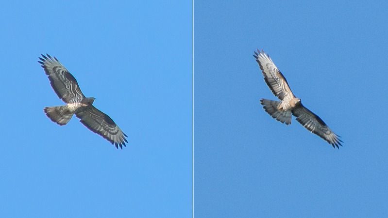 Falco pecchiaiolo  - Giovanni Fontana