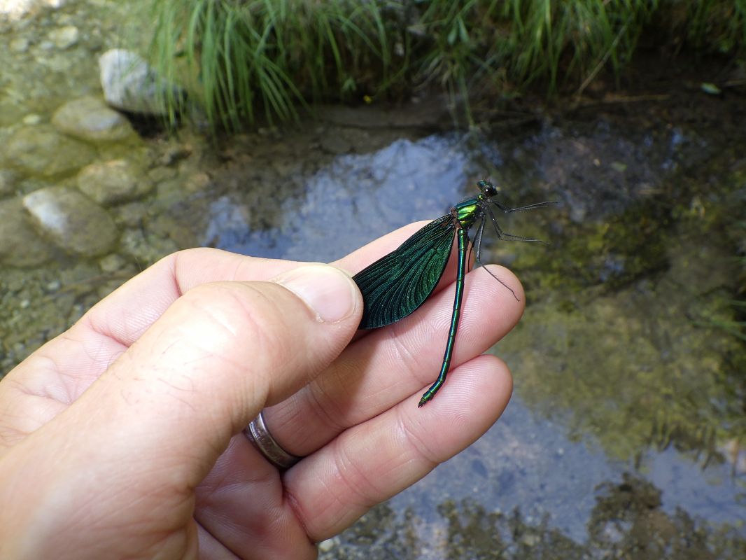 Calopteryx virgo  - Fausto Leandri