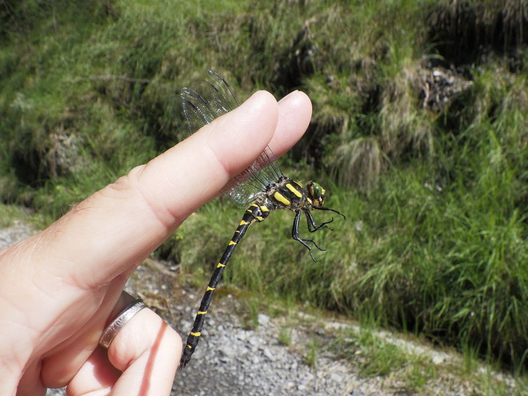 Cordulegaster bidentata  - Fausto Leandri