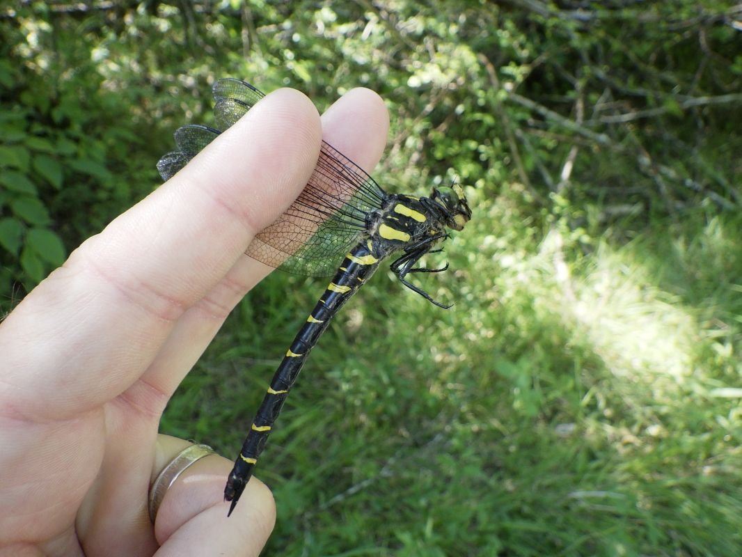 Cordulegaster bidentata  - Fausto Leandri