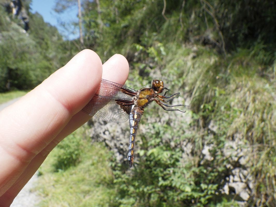 Libellula depressa  - Fausto Leandri