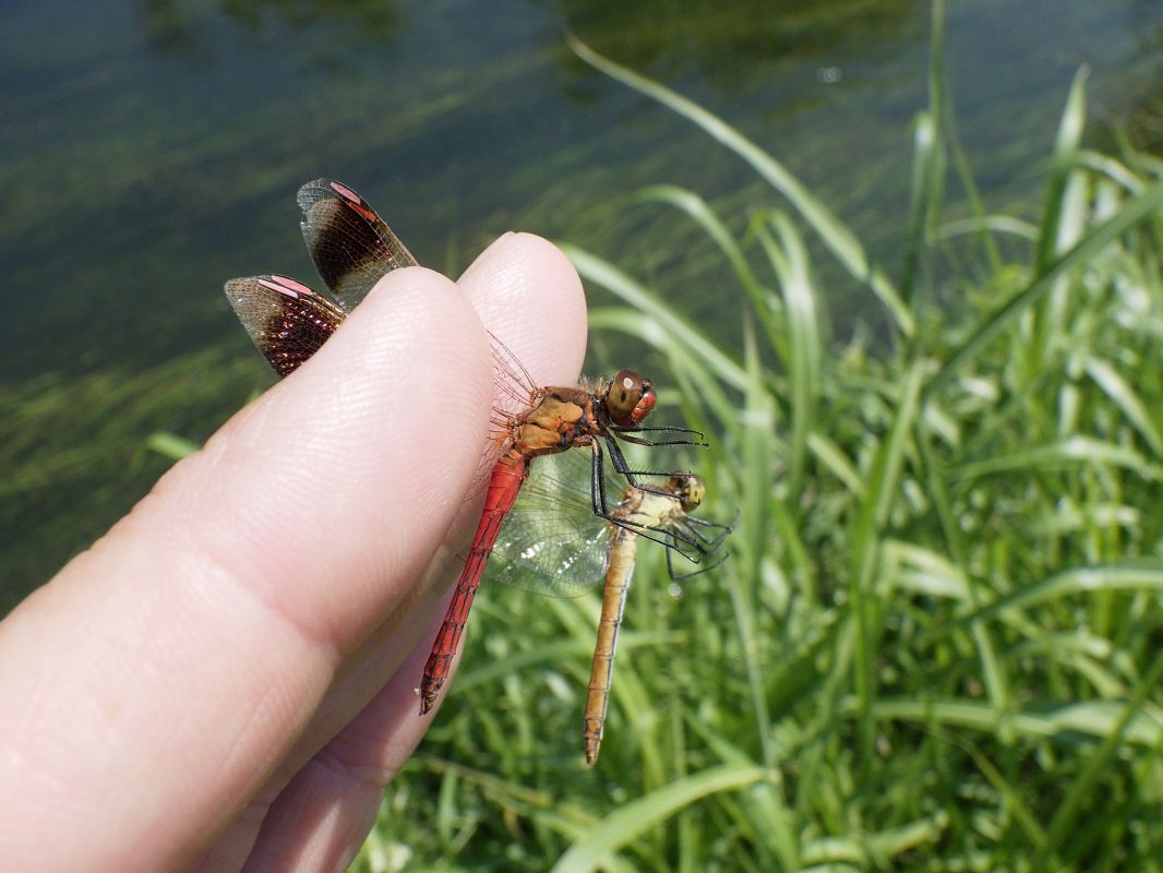 Sympetrum pedemontanum  - Fausto Leandri