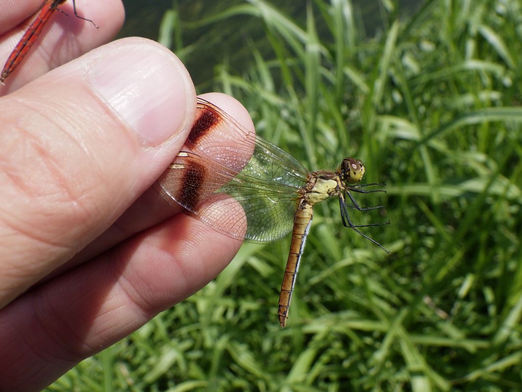 Sympetrum pedemontanum  - Fausto Leandri