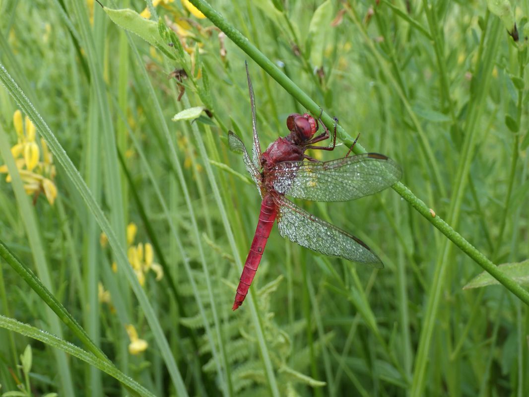 Crocothemis erythraea  - Fausto Leandri