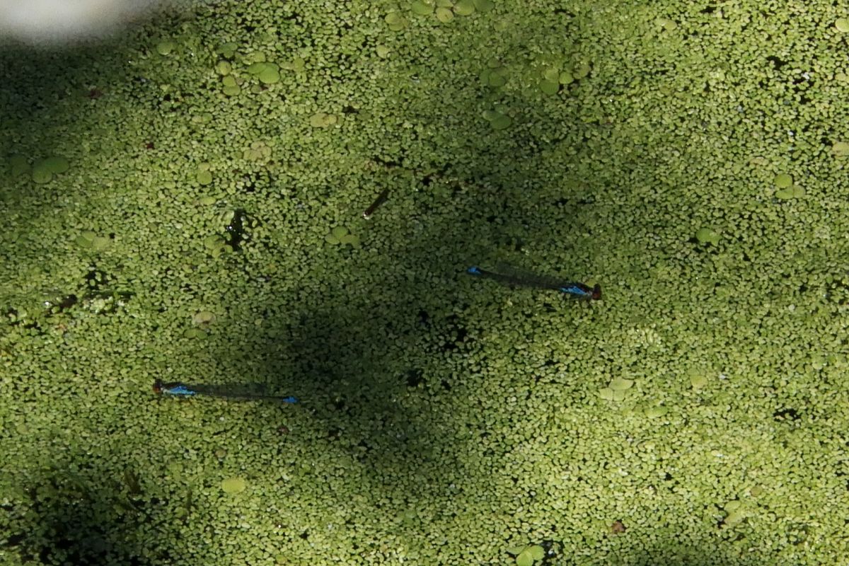 Erythromma viridulum  - Fausto Leandri
