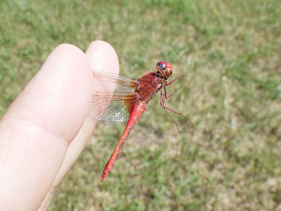 Crocothemis erythraea  - Fausto Leandri