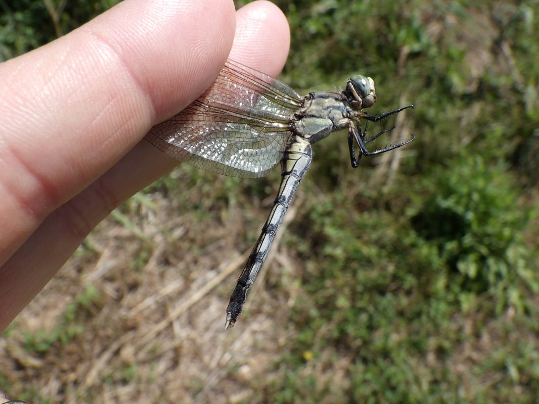 Orthetrum albistylum  - Fausto Leandri