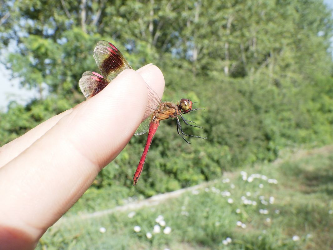 Sympetrum pedemontanum  - Fausto Leandri