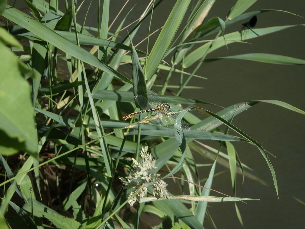 Onychogomphus forcipatus  - Fausto Leandri