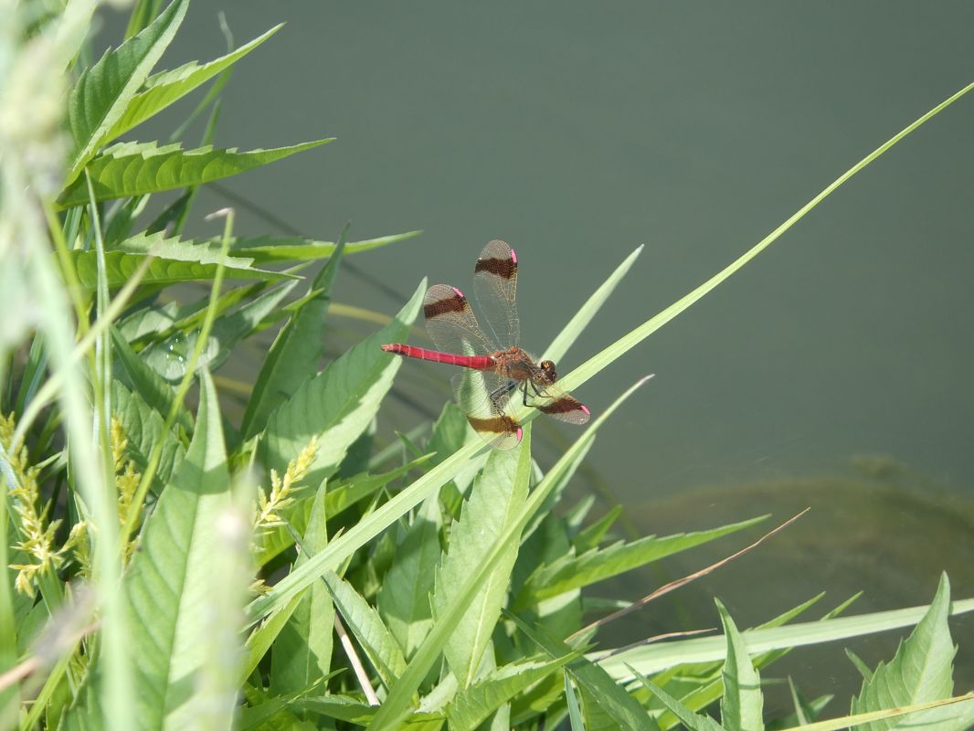 Sympetrum pedemontanum  - Fausto Leandri