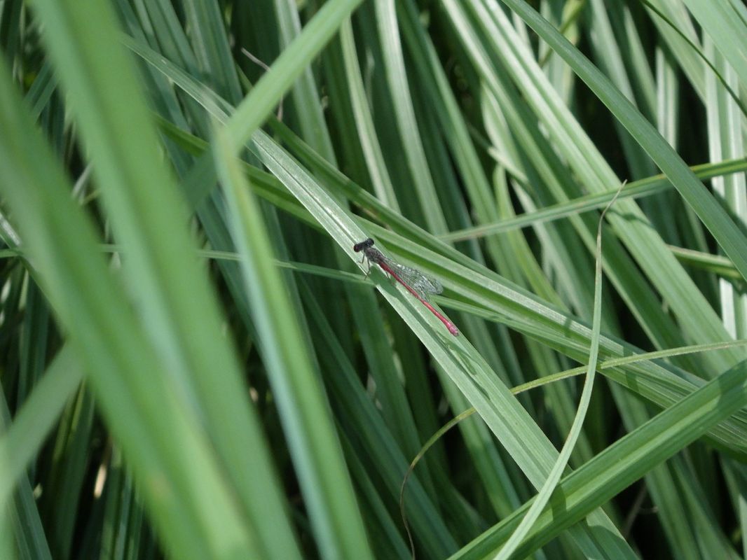 Ceriagrion tenellum  - Fausto Leandri