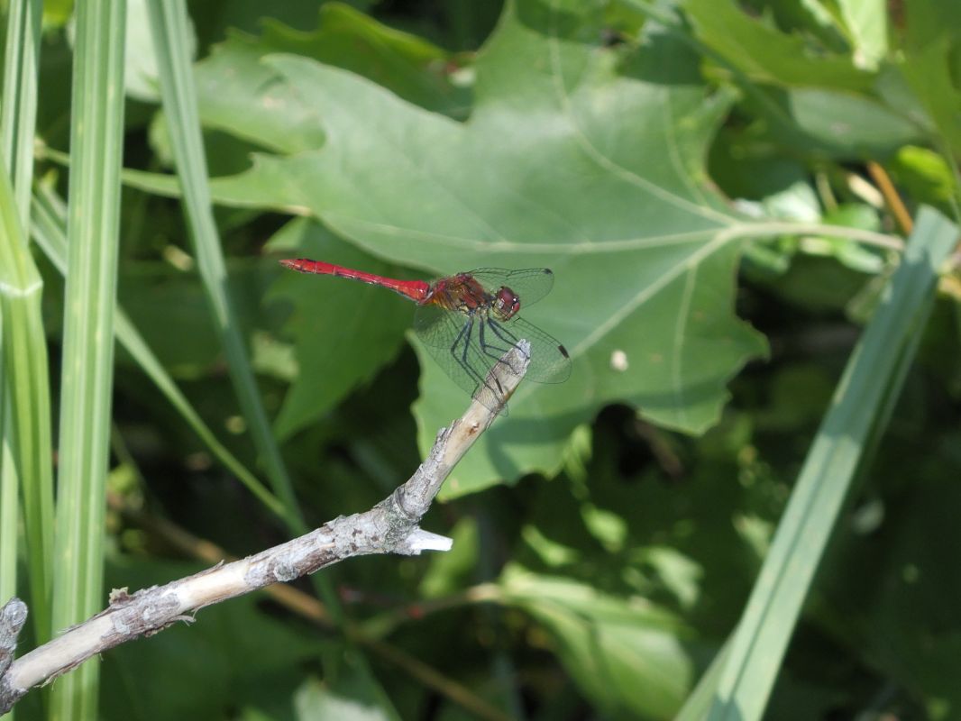 Sympetrum sanguineum  - Fausto Leandri